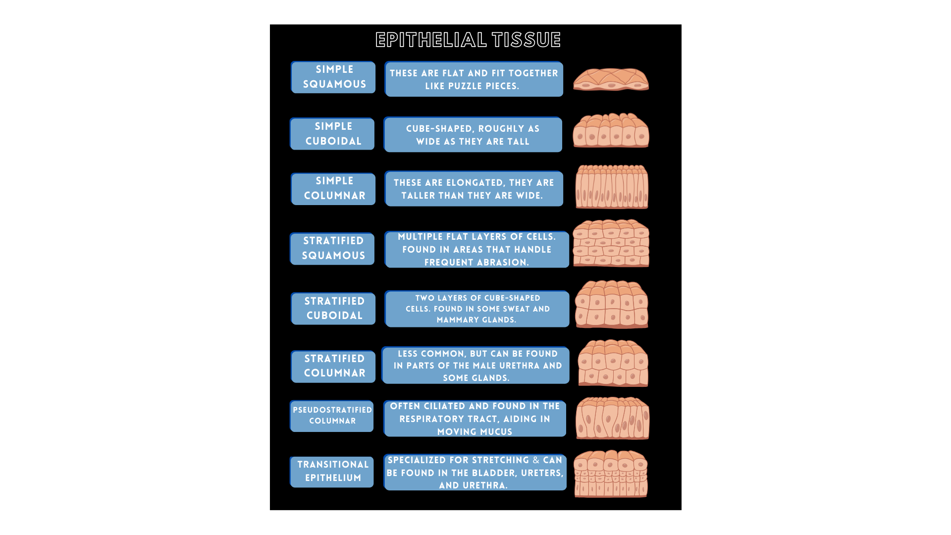 Tissue Types BodyViz Brain Builder Real 3D Anatomy Dissection